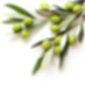 green olives on white background. copy space.jpg