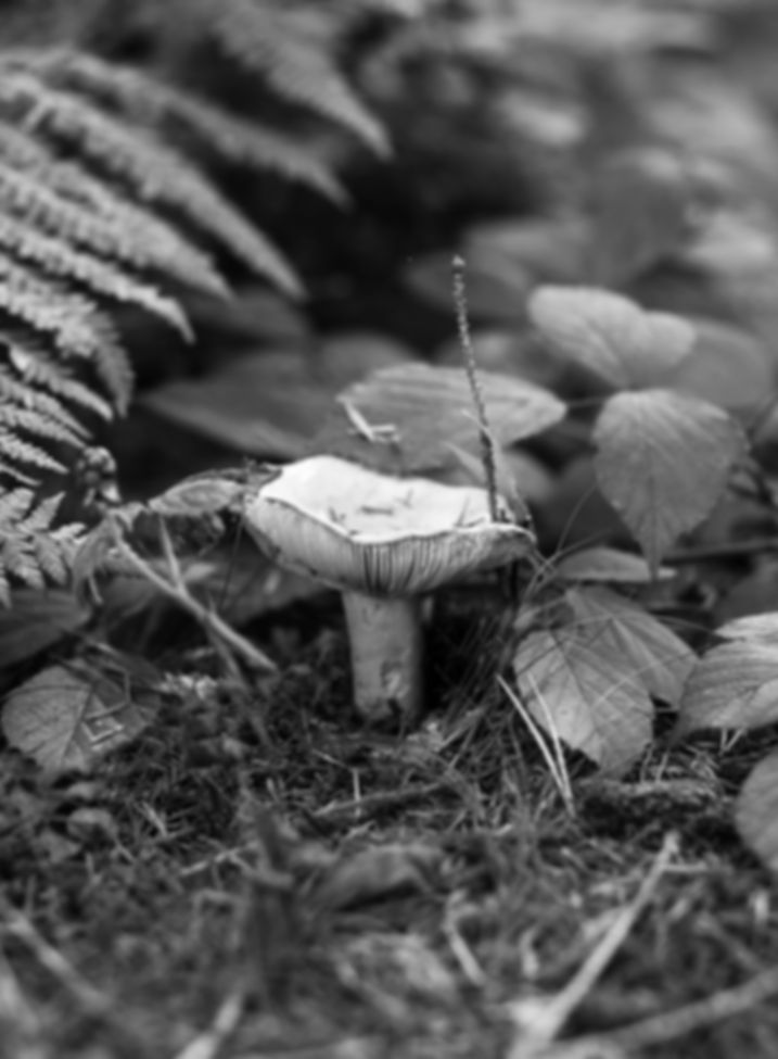 Mushroom