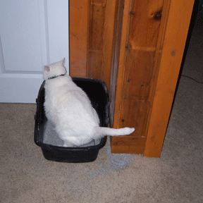 fat-cat-in-litter-box.218190105_std.gif