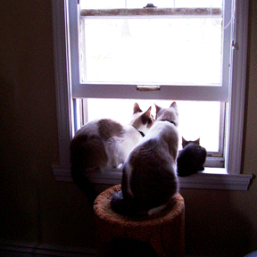 CatsWindowNew.218194306_std.gif