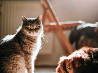 Dicas de Decoração e Design para Amantes de Animais