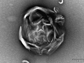 Designing new ionizable lipids for nucleic acids delivery