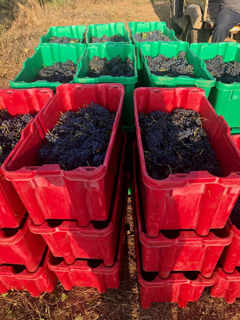 בציר ארגזי ענבים.jpg