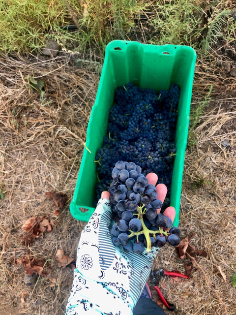 בציר ענבי בלנד אדום.jpg