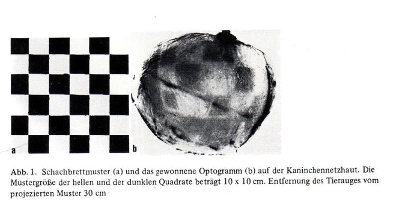 Can eyes work as a camera: Optography, a myth or a fact?