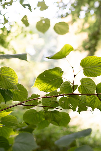 Jessi Sommer 2025-1.JPG