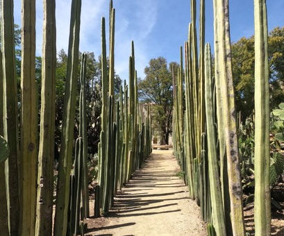 Du Chiapas à Guanajuato, la traversée du Mexique