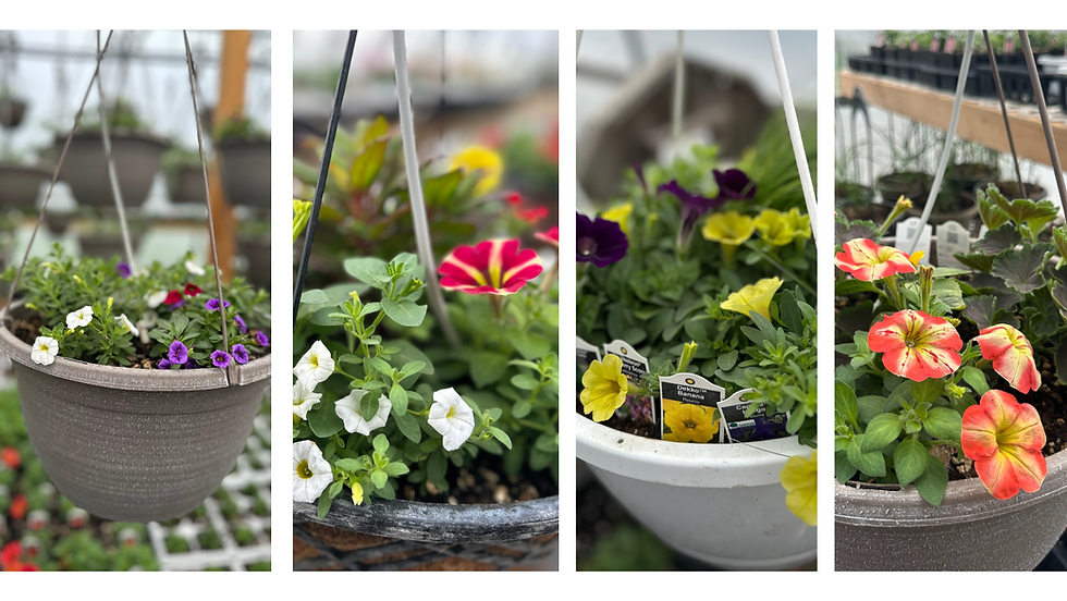 Spring flowers