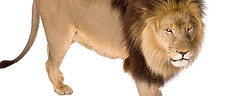 thumb_93216192_1024.jpg