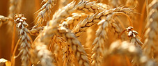Fotolia_54313450_Subscription_XXL - copi