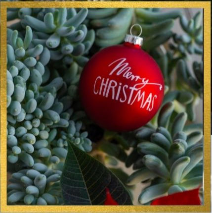 Christmas Succulent Social with The Gray Pot
