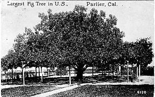 Worlds Largest Fig Tree.jpg