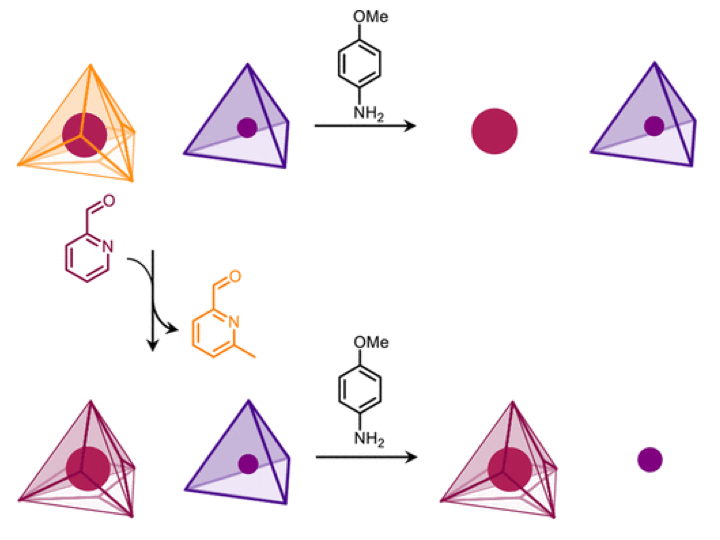 121. Subcomponent Exchange Transforms an FeII4L4 Cage from High- to Low-Spin, Switching Guest Release in a Two-Cage System