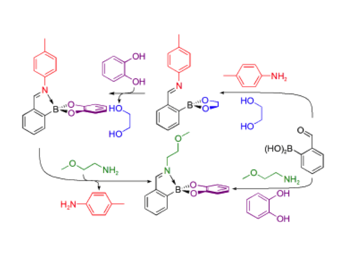 27. An iminoboronate construction set for subcomponent self-assembly
