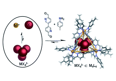 94. Mutual stabilisation between MII4L6 tetrahedra and MIIX42− metallate guests