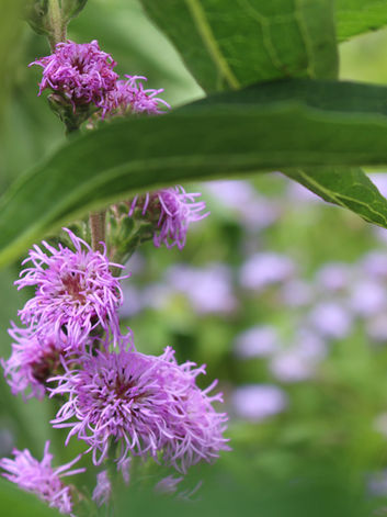 Close-up of purple flowers with green foliage
