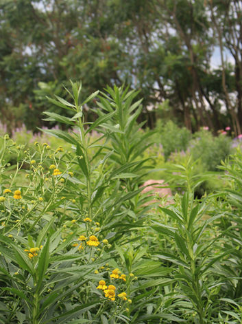 Field of tall green plants with yellow flowers, trees in background