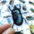 Thumbnail: Scarab Beetle | Holo Vinyl Sticker