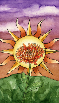 Flower Chrysanthemum 