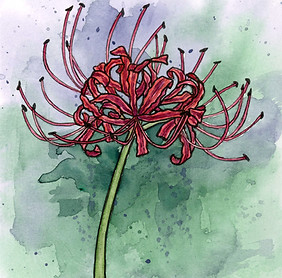 Spider Lily.jpg