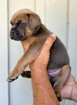 fawn cane corso