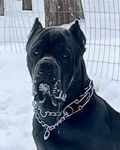 clyde