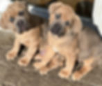 Cane Corso Italian Mastiff Puppy Puppies for sale