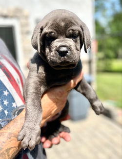 grey cane corso puppy