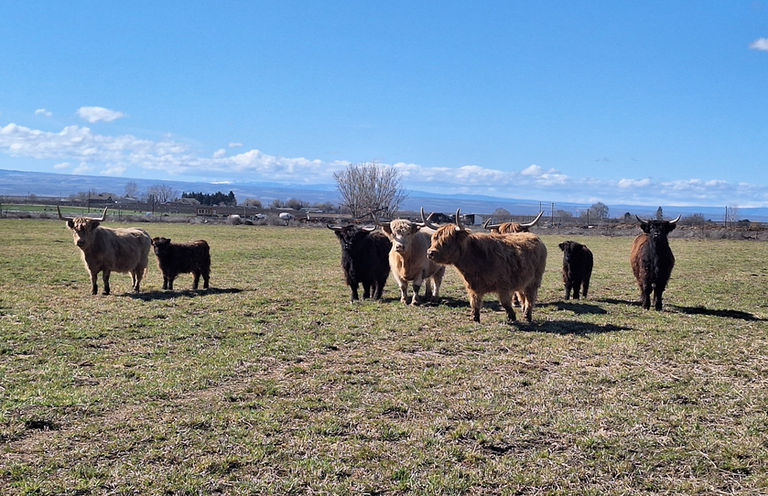 A small herd of mixed Scottish Highland Cattle in a pasture.