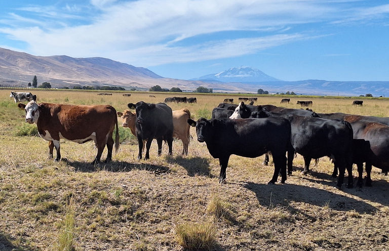 A herd of cattle on a rangeland pasture