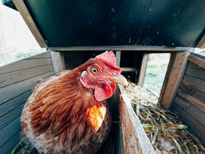 Pondoir pour Poulailler