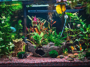 Décor d'Aquarium