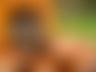 Abri pour Hérissons