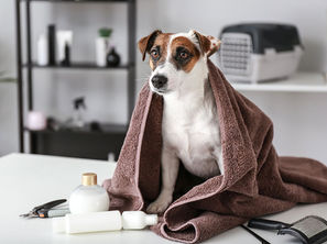 Désodorisant pour Chiens