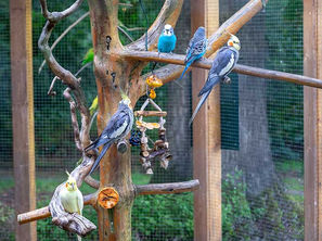 Volière d'Extérieur pour les Oiseaux