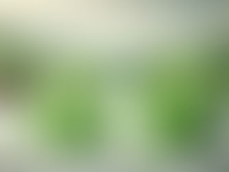 Les Dangers Cachés de l'Huile Essentielle de Menthe Poivrée : Comment Utiliser Ce Produit en Toute Sécurité