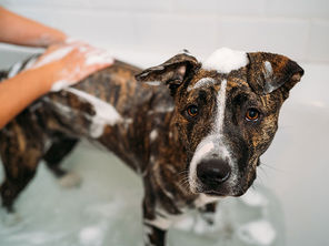 Shampooing Anti-démangeaison pour Chiens