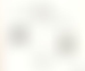 Fatlaðar konur og jöfn meðferð á vinnumarkaði