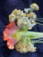 CELOSIA1