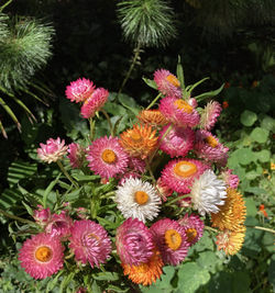 BUNCH OF STRAWFLOWERS