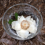 Platbos African Tree Essences, Remedies from the ancient Trees of Platbos. soin-nature-l.com NATURE'L. Préparation de l'Essence de Baobab.jpg