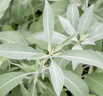 Sauges Blanches et Sauvages Sacrées de Purification et Protection : « Salvia apiana » & « Leleshwa (Tarchonanthus camphoratus) ». Nature’L, soin-nature-l.com