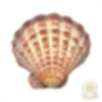 COQUILLE SAINT JACQUES Patte de Lion naturelle : 12x16cm.