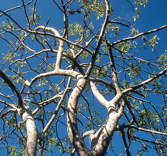 Palo Santo Bois Sacré - Bursera graveolens, de purifications vitalisations et protections énergétiques. Nature'L soin-naturel.com