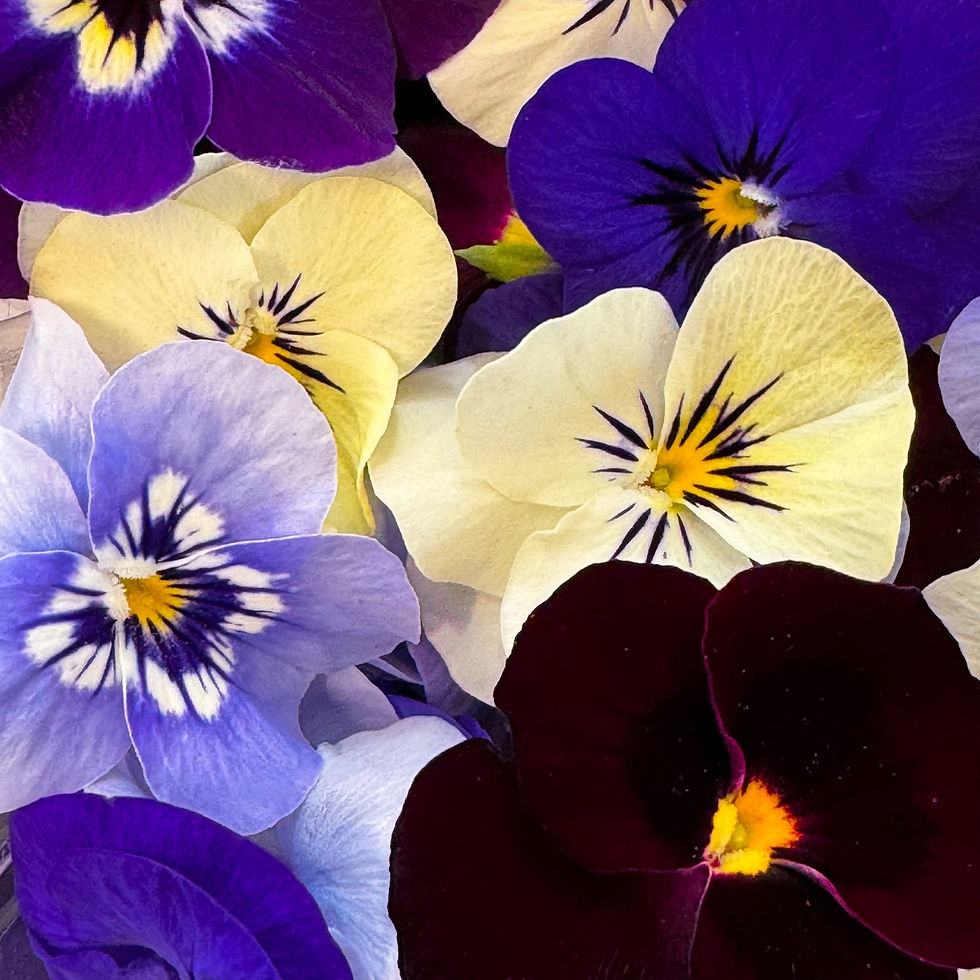 Miniatura: VIOLETTE 60PZ