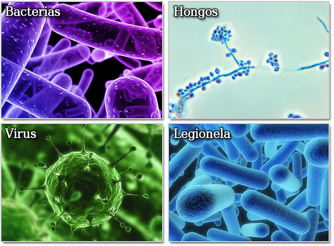 enfermedades causadas por microorganismos hongos