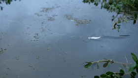 CavernousHandsomeCoelacanth-max-1mb.gif