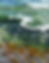 sea moss with green background.png