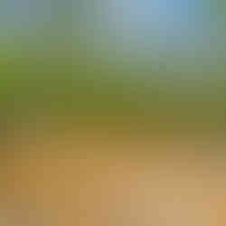 Large wooden deck with a simple railing, shown with a wet surface after rain and overlooking a dense forest.