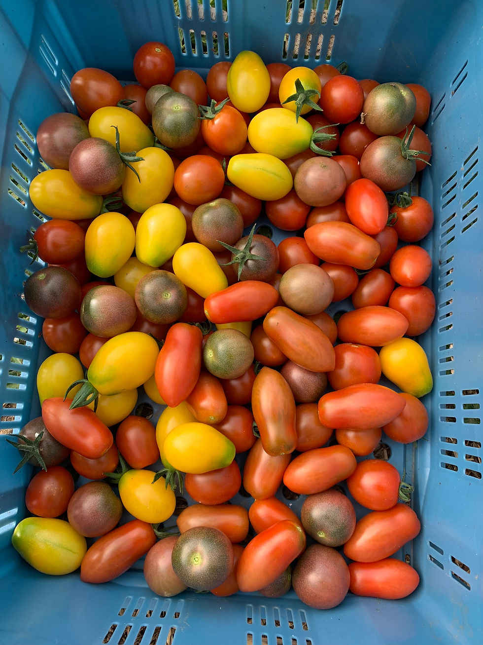 Tomates cerises, Nico (par 100g)